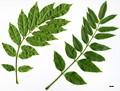 SpeciesSub: var. macrostachya